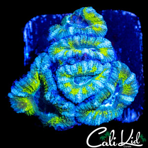 ULTRA ASIAN ACAN CHUNK