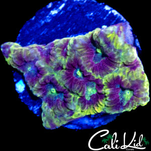 MYSTERY FAVIA