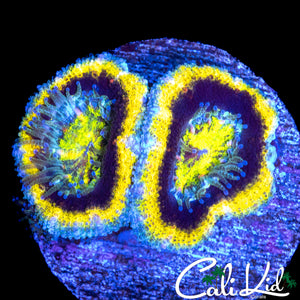 CK WOLVERINE ACAN DOUBLE