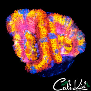ULTIMATE RAINBOW ACAN DOUBLE