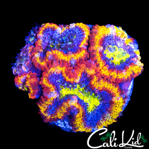 CK UNRELEASED RAINBOW ACAN MINI COLONY