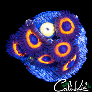 ASSORTED ZOA MINI COLONY