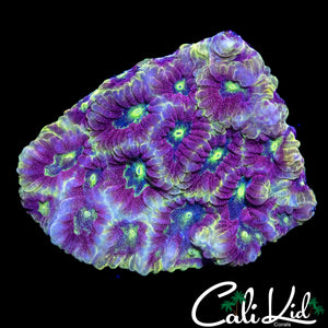 MYSTERY FAVIA
