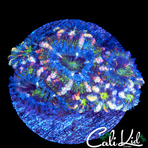 PINK SLICE ACAN MINI COLONY