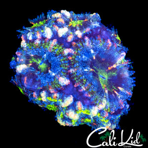 PINK SLICE ACAN MINI COLONY