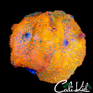 STUNNING RAINBOW DISCO SHROOM DOUBLE