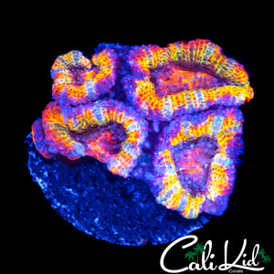 CK UNRELEASED INSANE RAINBOW ACAN QUAD