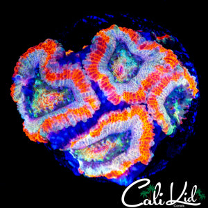 RARE ASIAN ACAN QUAD