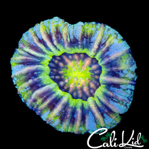UNIQUE PATTERN RAINBOW SCOLY