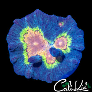 RAINBOW PECTINIA COLONY