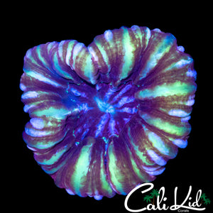 GOLDEN RIM CYNARINA