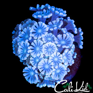 PASTEL RAINBOW ALVEOPORA