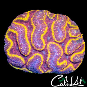 SC SYMPHYLLIA COLONY