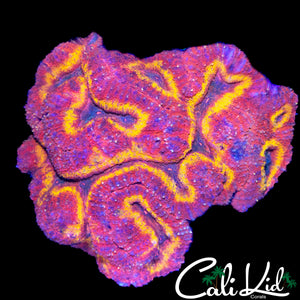 ULTRA RAINBOW SYMPHYLLIA COLONY