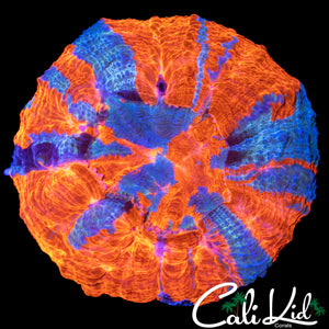 TRI COLOR DONUT CORAL