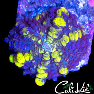 CK PREDATOR BOUNCE MUSHROOM