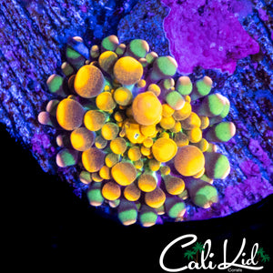 CK GODZILLA MUSHROOM