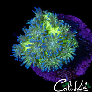 AQUACULTURED GLITTER GONI