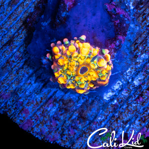 MYSTERY MUSHROOM