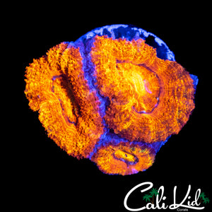 ULTRA ACAN TRIPLE