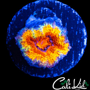 BEN'S BANGERZ RAINBOW ACAN