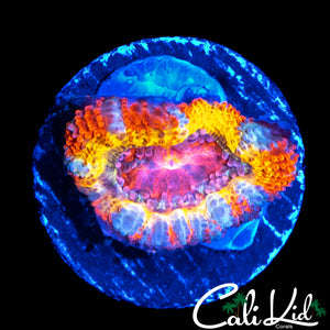 BEN'S BANGERZ RAINBOW ACAN