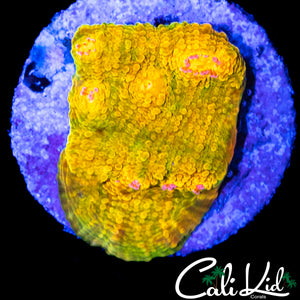 CB 3G MUMMY EYE CHALICE