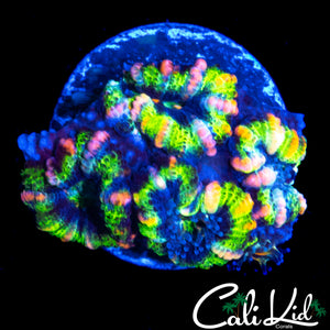 CK PINKY AND THE BRAIN ACAN QUAD