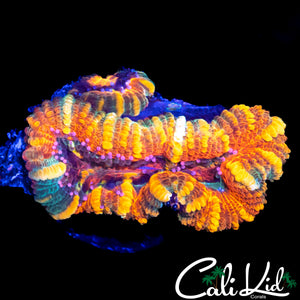 RARE STRIPE ASIAN ACAN DOUBLE