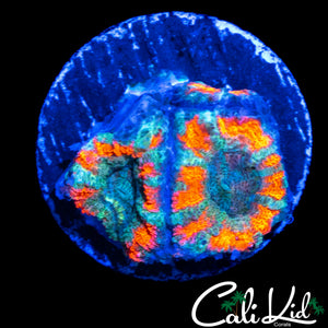 ULTRA ASIAN ACAN TRIPLE