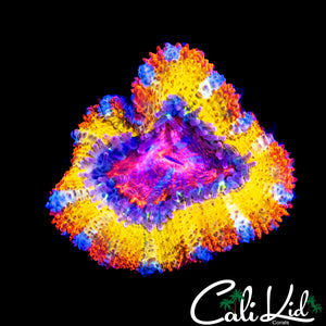 BEN'S BANGERZ RAINBOW ACAN
