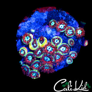 CK SPOTIFY ZOA COLONY