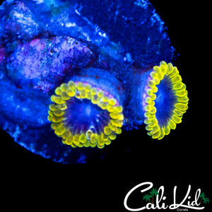 MESOPHERE ZOA DOUBLE