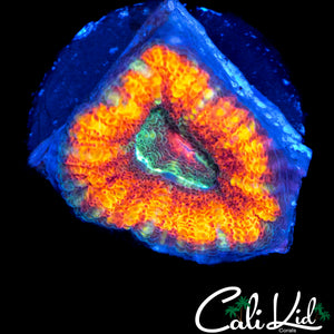 RARE ASIAN ACAN