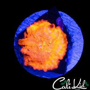 CK GOD MUSHROOM