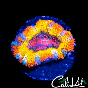 BEN'S BANGERZ RAINBOW ACAN