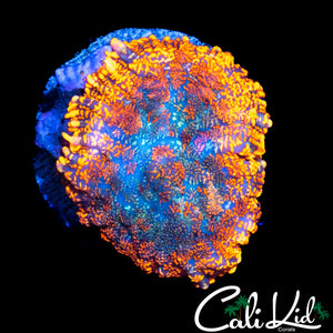 RAINBOW RHODACTIS