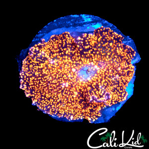 RARE RED INTERSTELLAR TYPE MUSHROOM