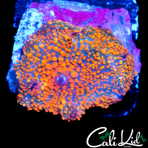WART SKIN RAINBOW DISCO SHROOM