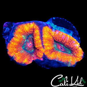 RARE ASIAN ACAN DOUBLE