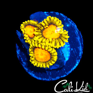 CK BLAZIN CAJUN ZOA TRIPLE