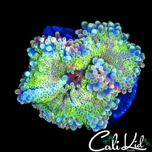 XL RARE RAINBOW BUBBLE YUMA