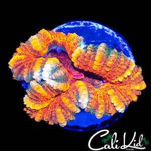 MONSTER STRIPE ASIAN ACAN