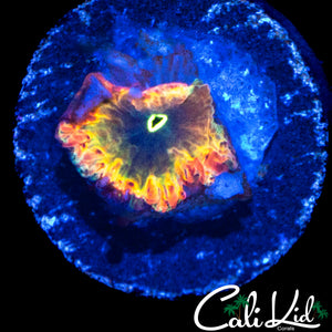 CK BONKERZ RAINBOW BLASTO
