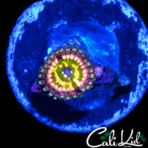 CK MONSTER'S INC ZOA