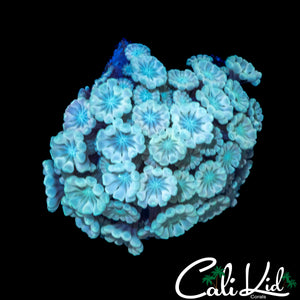 PASTEL RAINBOW ALVEOPORA