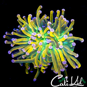 PINK TIP BANANA GRAIL TORCH