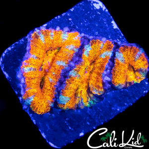 RAINBOW SLICE ACAN TRIPLE
