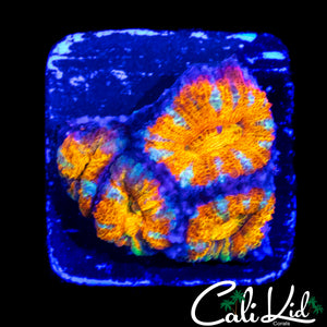 RAINBOW SLICE ACAN QUAD