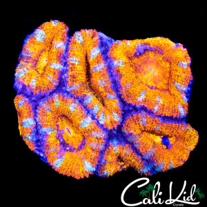 RAINBOW SLICE ACAN MINI COLONY